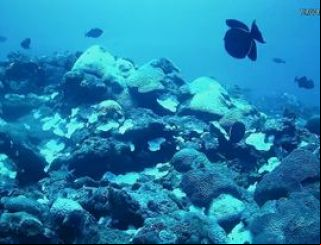 Unesco reconhece projeto brasileiro que busca preservar corais em PE
