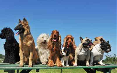Cães inteligentes: Brinquedos ideais para cada raça!