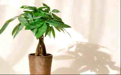 Jardim Próspero: As Plantas que Atraem Riqueza!